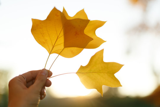 Hand holding tulip tree leaves on autumn sunny background