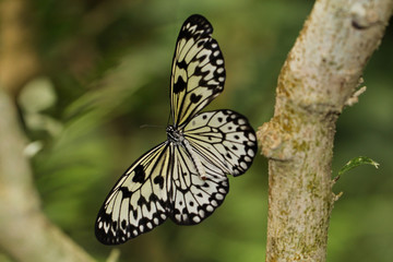 Idea leuconoe, Weisse Baumnymphe, Asien, Schmetterling 