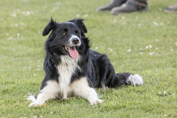 Fototapeta premium Border collie