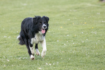 Border collie