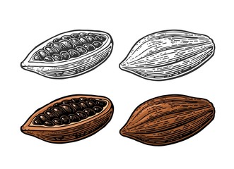 Fruits of cocoa beans. Vector vintage engraved illustration