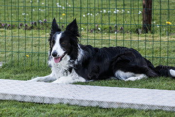 Border collie