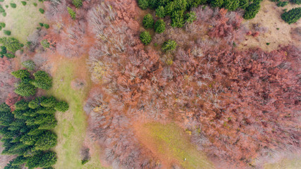 Aerial view of autumn forest.