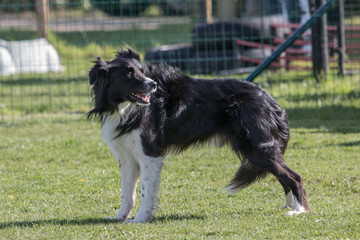 Bordie collie