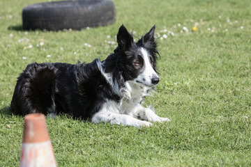 Bordie collie