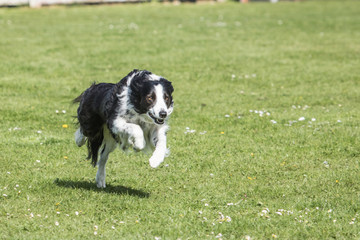 Bordie collie