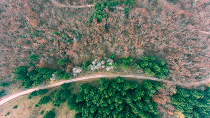 Aerial view of road through forest.