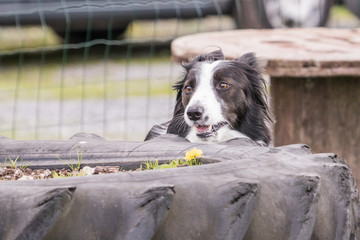 Bordie collie
