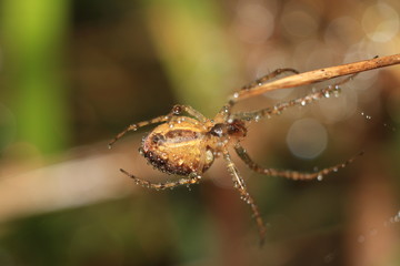 Spider