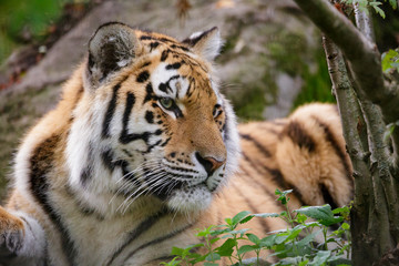 Siberian tiger panthera tigris altaica in zoo