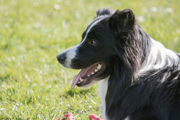 Fototapeta premium Bordie collie
