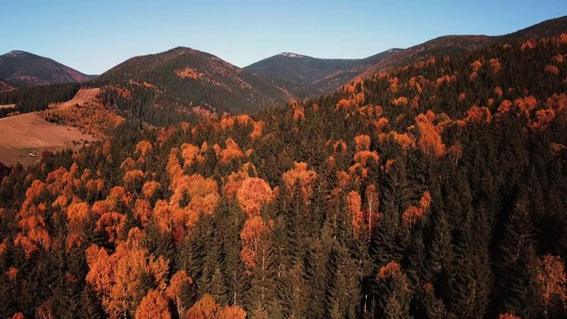 autumn mouting forest landscape in flight up warm tonning