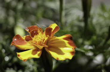 Fototapeta na wymiar Marigold Flower