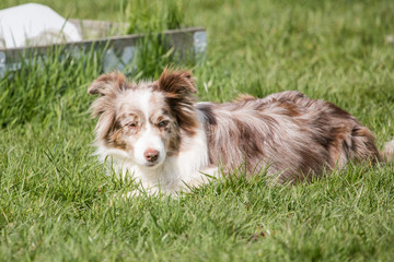 Fototapeta premium Bordie collie