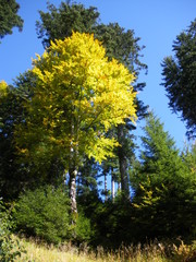 Fototapeta premium Herbst