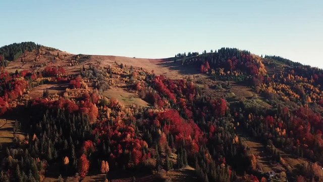 autumn mouting forest landscape in flight up warm tonning