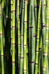 sustainable background with green horsetail stems for beautiful nature