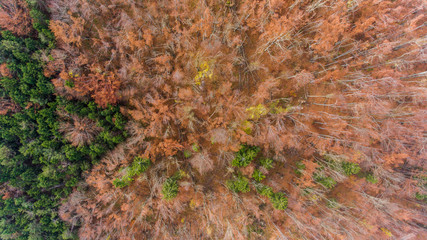 Aerial view of autumn forest.