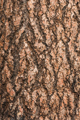 Intricate patters are formed in the bark of a tree