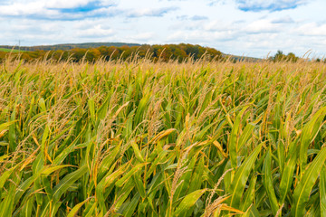 corn field  © snowgonzales