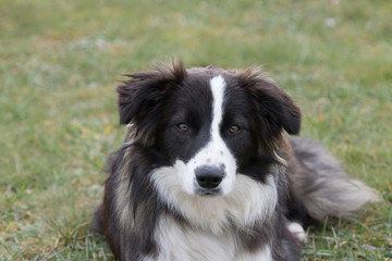 Bordie collie