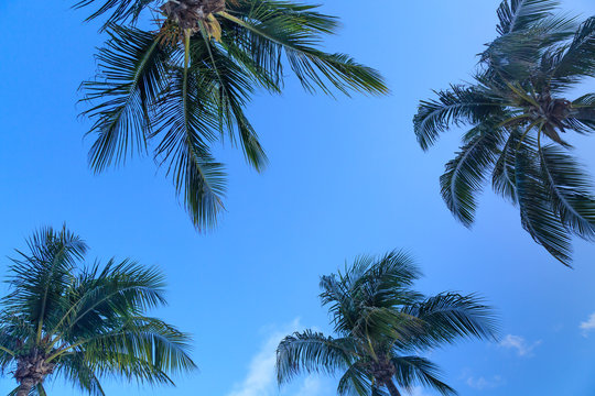 Palm Trees from Below