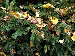 jesień liście drzewo choinka © Ewa