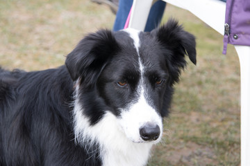 Border collie