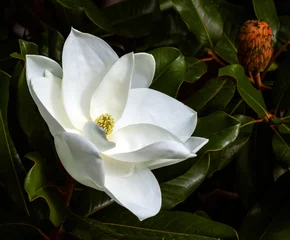 Deurstickers magnolia flower and seed pod against a dark green background © Kort Feyerabend