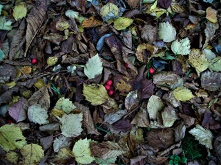 liście owoce jagody jesień © Ewa