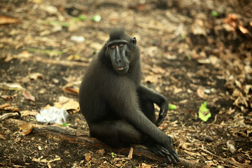 black makak sits