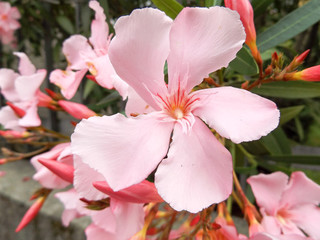 Pink Blossom