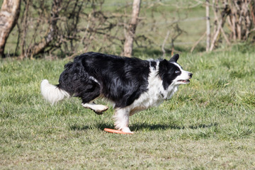 Border collie fresbee