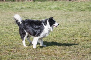 Border collie fresbee