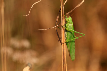 grasshopper on a dry grass