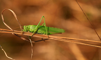 grasshopper on a dry grass