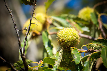 chestnut tree in the mountains on blur background