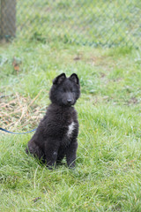 Berger belge groenendal