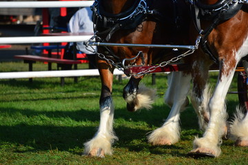 Work horses hooves in motion