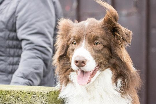 Border collie 