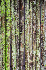 Fototapeta premium Grunge bamboo wall with green-white mold texture and background