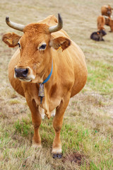 Cow on a field