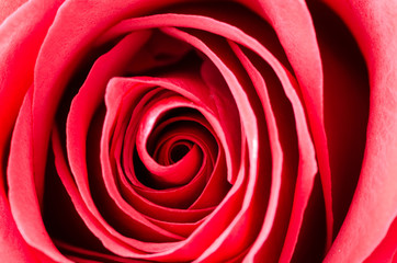 Red rose macro detail texture