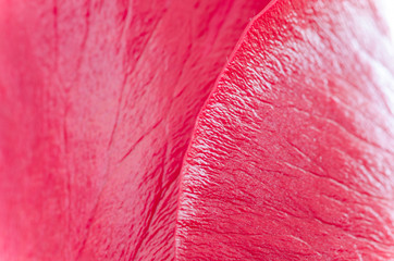 Red rose macro detail texture