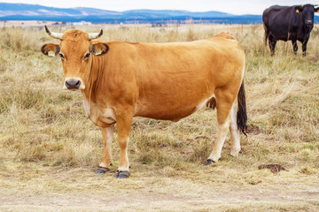 Naklejka na ściany i meble Cow on a field
