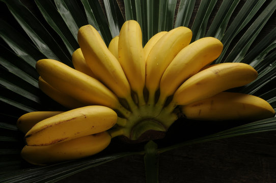 Bananito Musa acuminata