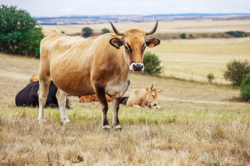 Cow on a field