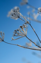 Hoarfrost on a wild plants