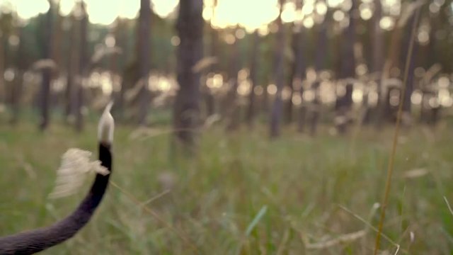 Dog staff runs through the forest at sunset. Slow motion