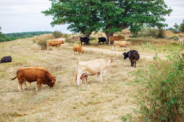 Fototapeta premium Cow on a field